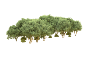 Realistic forest isolated on transparent background. 3d rendering - illustration png
