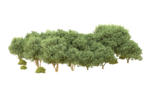 Realistic forest isolated on transparent background. 3d rendering - illustration png