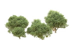 Realistic forest isolated on transparent background. 3d rendering - illustration png
