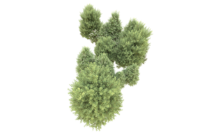 Realistic forest isolated on transparent background. 3d rendering - illustration png