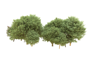 Realistic forest isolated on transparent background. 3d rendering - illustration png