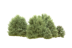 Realistic forest isolated on transparent background. 3d rendering - illustration png
