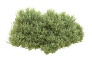 Realistic forest isolated on transparent background. 3d rendering - illustration png