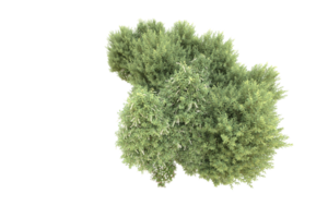 Realistic forest isolated on transparent background. 3d rendering - illustration png