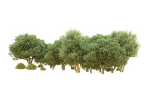 Realistic forest isolated on transparent background. 3d rendering - illustration png