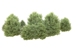 Realistic forest isolated on transparent background. 3d rendering - illustration png