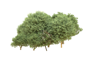 Realistic forest isolated on transparent background. 3d rendering - illustration png