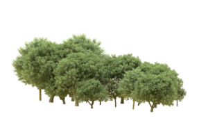 Realistic forest isolated on transparent background. 3d rendering - illustration png