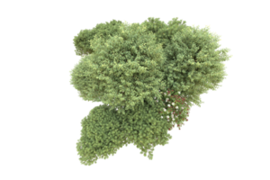 Realistic forest isolated on transparent background. 3d rendering - illustration png