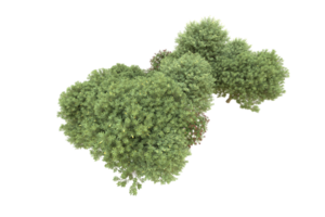 Realistic forest isolated on transparent background. 3d rendering - illustration png