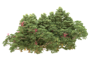 Realistic forest isolated on transparent background. 3d rendering - illustration png