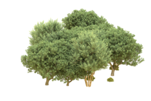 Realistic forest isolated on transparent background. 3d rendering - illustration png