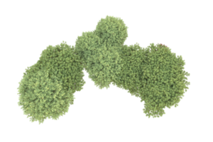 Realistic forest isolated on transparent background. 3d rendering - illustration png