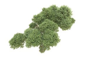 Realistic forest isolated on transparent background. 3d rendering - illustration png