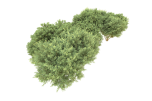 Realistic forest isolated on transparent background. 3d rendering - illustration png