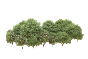 Realistic forest isolated on transparent background. 3d rendering - illustration png