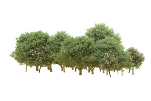 Realistic forest isolated on transparent background. 3d rendering - illustration png