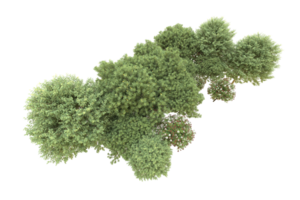 Realistic forest isolated on transparent background. 3d rendering - illustration png