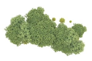 Realistic forest isolated on transparent background. 3d rendering - illustration png