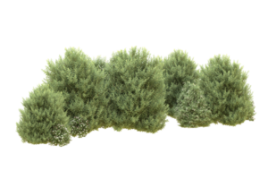Realistic forest isolated on transparent background. 3d rendering - illustration png