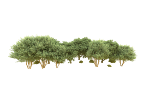 Realistic forest isolated on transparent background. 3d rendering - illustration png
