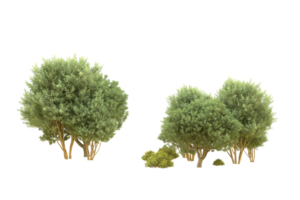 Realistic forest isolated on transparent background. 3d rendering - illustration png