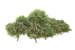 Realistic forest isolated on transparent background. 3d rendering - illustration png