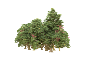 forêt réaliste isolée sur fond transparent. rendu 3d - illustration png