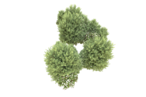 Realistic forest isolated on transparent background. 3d rendering - illustration png