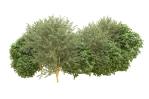 Realistic forest isolated on transparent background. 3d rendering - illustration png