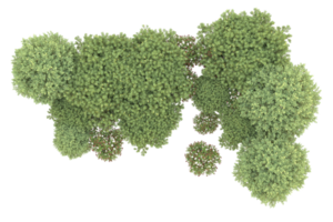 Realistic forest isolated on transparent background. 3d rendering - illustration png