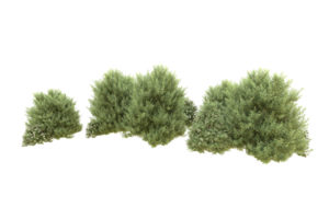 Realistic forest isolated on transparent background. 3d rendering - illustration png