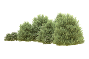 Realistic forest isolated on transparent background. 3d rendering - illustration png