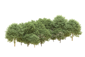 Realistic forest isolated on transparent background. 3d rendering - illustration png