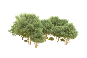 Realistic forest isolated on transparent background. 3d rendering - illustration png