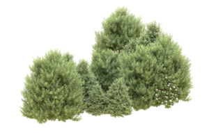 Realistic forest isolated on transparent background. 3d rendering - illustration png