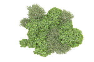 Realistic forest isolated on transparent background. 3d rendering - illustration png