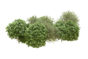 Realistic forest isolated on transparent background. 3d rendering - illustration png