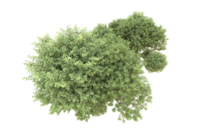 Realistic forest isolated on transparent background. 3d rendering - illustration png