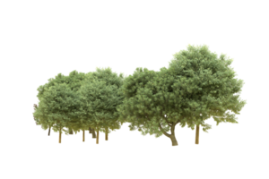 Realistic forest isolated on transparent background. 3d rendering - illustration png