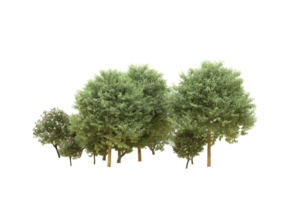 Realistic forest isolated on transparent background. 3d rendering - illustration png