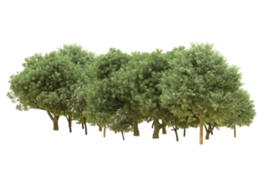 Realistic forest isolated on transparent background. 3d rendering - illustration png
