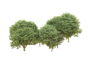 Realistic forest isolated on transparent background. 3d rendering - illustration png