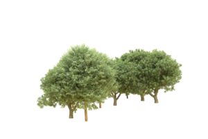 Realistic forest isolated on transparent background. 3d rendering - illustration png
