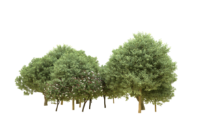 Realistic forest isolated on transparent background. 3d rendering - illustration png
