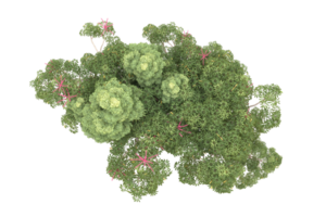 Realistic forest isolated on transparent background. 3d rendering - illustration png