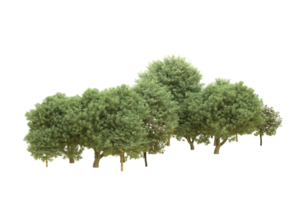 Realistic forest isolated on transparent background. 3d rendering - illustration png