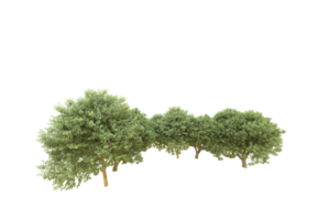 Realistic forest isolated on transparent background. 3d rendering - illustration png