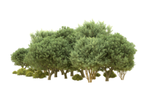 Realistic forest isolated on transparent background. 3d rendering - illustration png