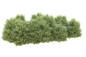 Realistic forest isolated on transparent background. 3d rendering - illustration png